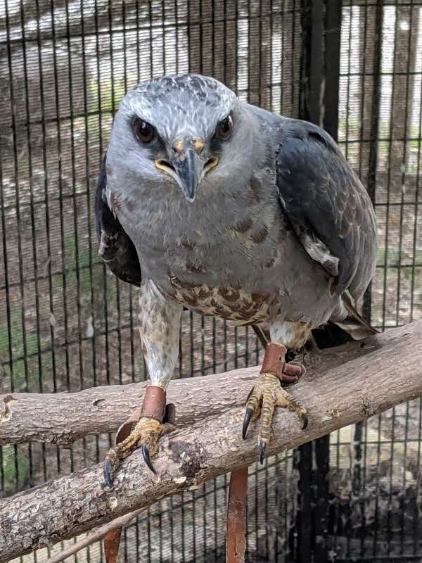 Mississippi Kite